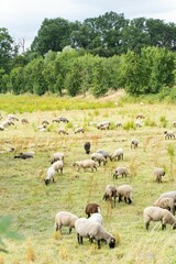 Wall Mural - Vertical shot of sheep grazing on a pasture