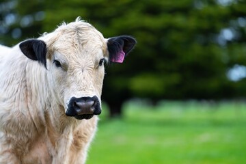 Close up of Stud speckle park Beef bulls, cows and calves grazing on grass in a field, in Australia. breeds of cattle include speckle park, murray grey, angus, brangus and wagyu on long pastures in sp