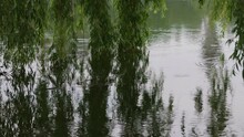 Willow Tree Branches In Lake Water, Also Known As Sallow And Osier Of The Genus Salix. Filmed During The Rain In Summer Sunset.
