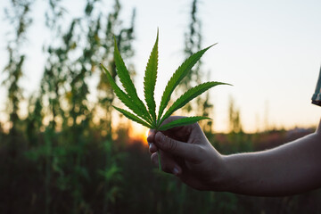 Wall Mural - Sunset at Cannabis Field. Hemp Plants for Cbd production.