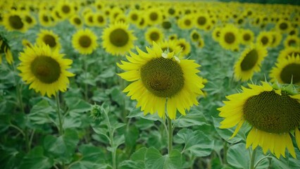 Wall Mural - Sunflower field landscape. Sunflower natural background, Sunflower blooming