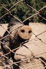 Canvas Print - Boar behind bars in the Aviary farm in Yaremche, Ivano-Frankivsk region, Ukraine