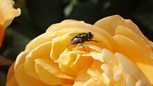 Common Green Bottle Fly (Lucilia Sericata) Sitting On A Yellow Rose - Side View