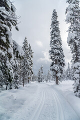 Wall Mural - Forest near Lake Louise in Banff Park