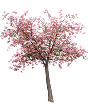 An Isolated Cherry Blossom Tree.