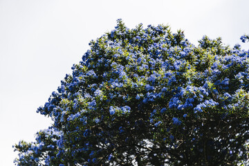 Wall Mural - pacific blue ceanothus tree with blue flowers outdoor on an overcast day in spring in Tasmania,  Australia