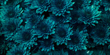Beautiful Blue Chrysanthemums Flowers Background. Macro Photo Taken From Above