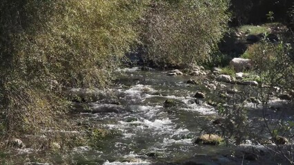 Wall Mural - river in the forest