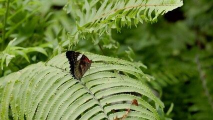 Wall Mural - a red lacewing butterfly resting on a fern leaf at kuranda in north qld, australia