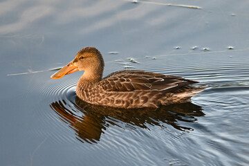 Canvas Print - A migrating Northern Shoveler (Spatula clypeata) swims across Reflections Lake, Alaska.