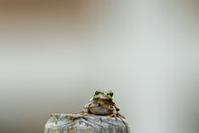 Close Up Image Of Japanease Tree Frog