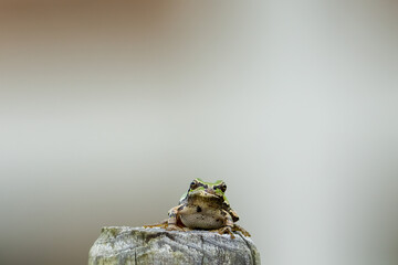 Close up image of Japanease Tree frog