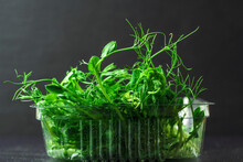 Fresh Sprouts Of Microgreen Peas, On A Black, Textured Background. Healthy And Wholesome Food.