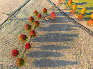 Wall Mural - aerial of autumn red tree in a row in farm field