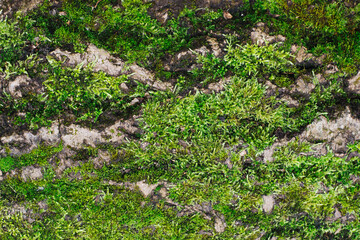 Wall Mural - Green moss closeup texture. Forest ground macro background. Moss growing on tree bark. Turf texture. Foliage green plant pattern. Lichen detailed macro backdrop. Tree trunk texture.