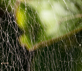 Wall Mural - Spider webs in nature as an abstract background.