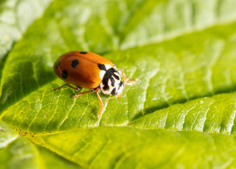 Wall Mural - Ladybug beetle on a green leaf.