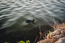 Common Eurasian Coot Swimming In A Tranquil Water Near To Lakeshore