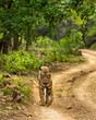 wild adult bengal male tiger or panthera tigris tigris walking on forest track in natural scenic green background at ranthambore national park tiger reserve sawai madhopur rajasthan india asia