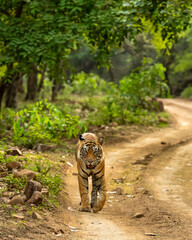 Wall Mural - wild adult bengal male tiger or panthera tigris tigris walking on forest track in natural scenic green background at ranthambore national park tiger reserve sawai madhopur rajasthan india asia