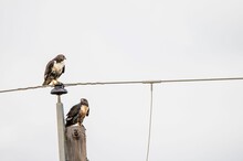 Aerial Shot Of Two Big Jackal Buzzard Birds Sitting On A Power Pole On A White Background