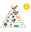 Nutritional and energy transfers between some species living in a terrestrial community food pyramid. Energy pyramid - biology - Vector
