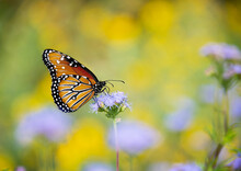 Queen Butterfly (Danaus Gilippus) Feeding On Blue Mistflowers (Conoclinium Greggii) On A Sunny Autumn Day. Fall Migration. Yellow Flower Background With Copy Space. 