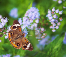 Common Buckeye Butterfly (Junonia Coenia) Feeding On Blue Mistflowers, Wings Wide Open, On A Sunny Autumn Day.
