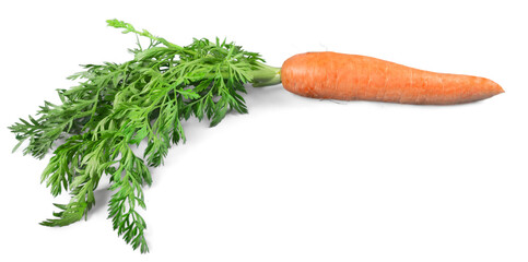 Carrot isolated on white background