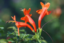 Campsis Radicans, The Trumpet Vine, Yellow Trumpet Vine, Or Trumpet Creeper (also Known In North America As Cow Itch Vine Or Hummingbird Vine)