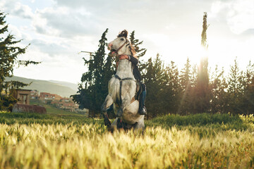 jumping horse in a field with dramatic sky 