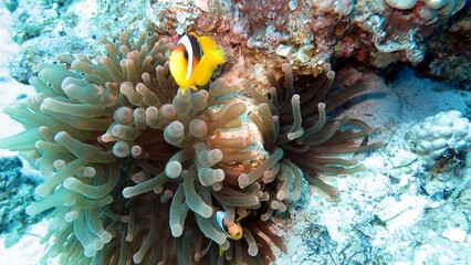 clown fish of red sea
