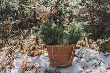 Basket With Twigs Of Spruce Tree In Forest