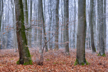 Forest Trees On Cold Autumn Day