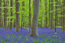 Bluebells(Hyacinthoidesnon-scripta)blooming In Beech Forest