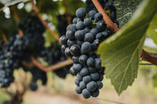 Ripe Grapes Growing In Vineyard