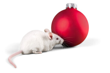 Poster - Decorative christmas ball and mouse isolated on white