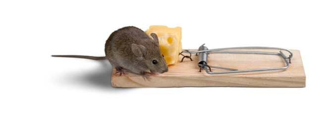 Sticker - Mouse Trying to Eat Cheese from the Trap