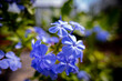 Niebieski kwiat w Parku w Powsinie. 
