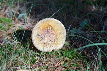 Poster - Pize in the forest, tree mushroom,mushroom, nature, forest, autumn, fungus, grass, food, fungi, mushrooms, brown, edible, green, wild, season, fall, moss, boletus, plant, closeup, cap, toadstool, leaf