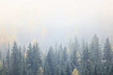 Autumn Fog Landscape Forest Mountains, Trees View Mist
