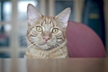 Wall Mural - Cute tabby cat sitting by the table and looking curious to the camera.. Horizontal image with selective focus.