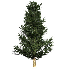 Fraser Fir tree on transparent background - 3D Illustration