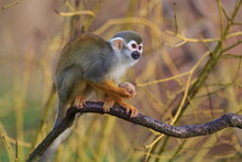 Common Squirrel Monkey (Saimiri Sciureus) Small Monkey In The Branches