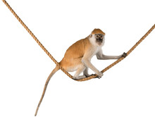 Monkey Sitting On Rope - Isolated