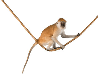 Sticker - Monkey Sitting On Rope - Isolated