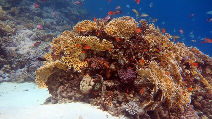 Wall Mural - red sea fish and hard corals