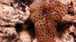Clown fish in the red sea