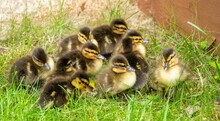 Group Of Adorable Ducklings Resting On Green Grass