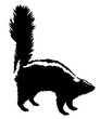 drawing skunk vector illustration isolated on white